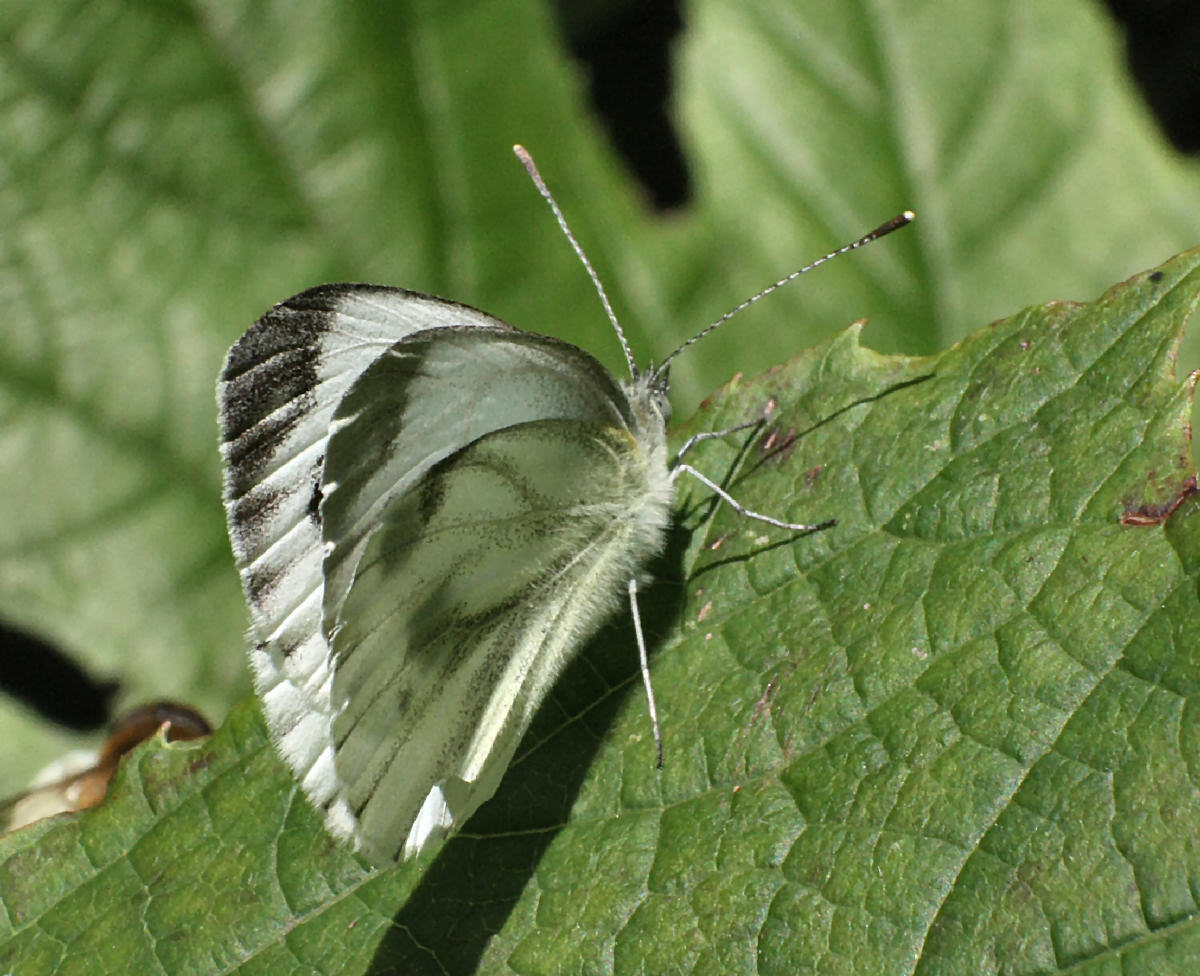 Pieris brassicae ?